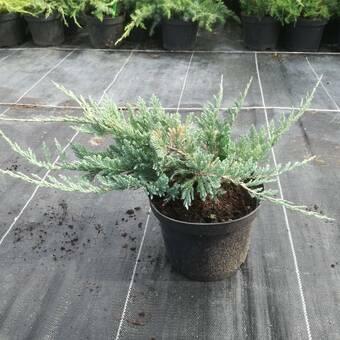 Jałowiec 'Juniperus' Blue Chip