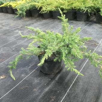 Jałowiec 'Juniperus' Schlager