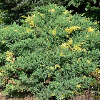 Jałowiec Chiński 'Juniperus chinensis' Expansa Variegata 