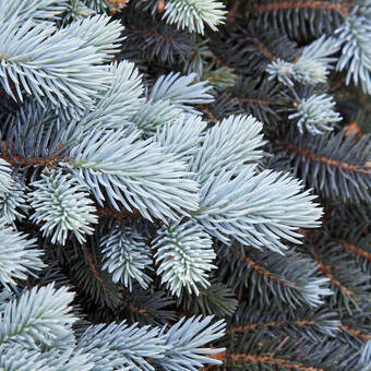 Świerk 'Picea' Hopsii