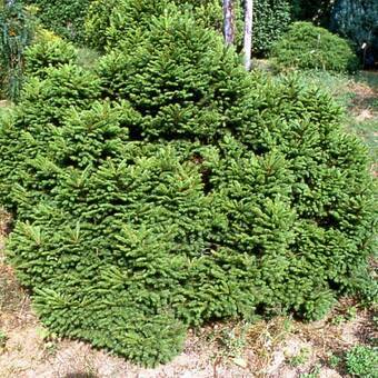 Świerk 'Picea' Maxwelli