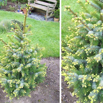 Świerk 'Picea' Midget