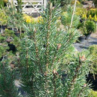 Sosna 'Pinus' Moseri