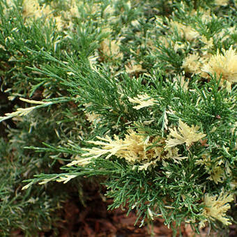 Jałowiec 'Juniperus' Expansa Variegata  