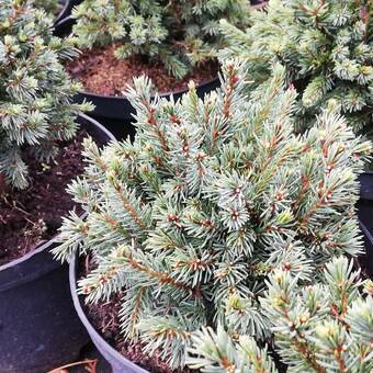 Świerk 'Picea Abies' Mini