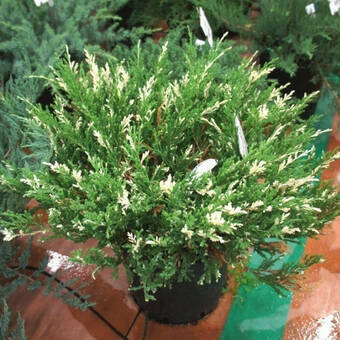 Jałowiec Płożący 'Juniperus horizontalis'  Variegata