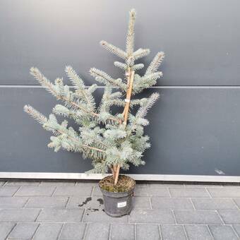 Świerk /2Letni 'Picea Abies' 