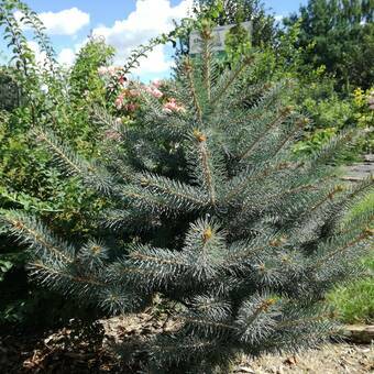 Świerk 'Picea Abies' Srebrny