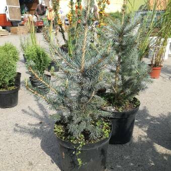 Świerk 'Picea Abies' Srebrny