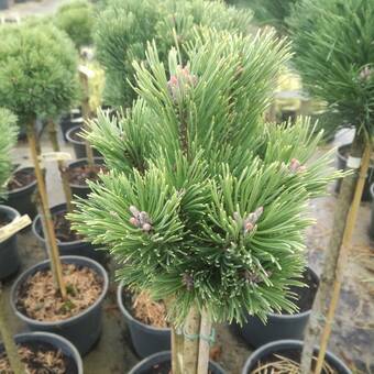 Sosna Szczepiona 'Pinus mugo' Konica
