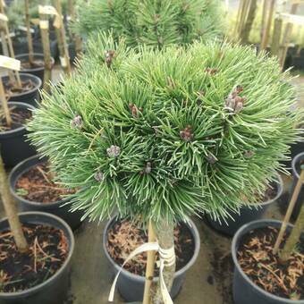 Sosna Szczepiona 'Pinus mugo' Kucks