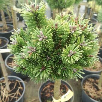 Sosna Szczepiona 'Pinus mugo' Szorty