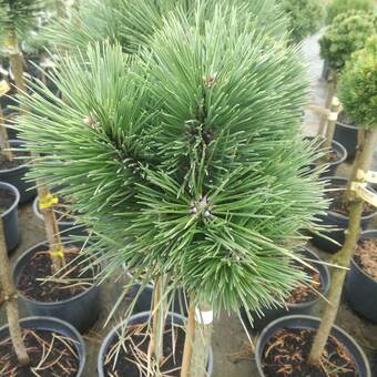 Sosna Szczepiona 'Pinus nigra' Bila