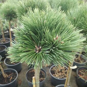 Sosna Szczepiona 'Pinus nigra' Hubert