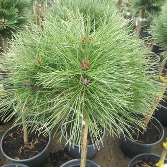 Sosna Szczepiona 'Pinus nigra' Globosa