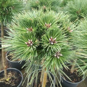 Sosna Szczepiona 'Pinus nigra' Birte