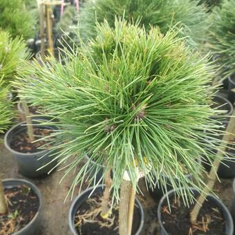 Sosna Szczepiona 'Pinus nigra' Brapa