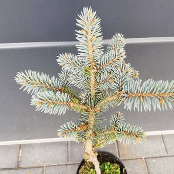 Świerk Szczepiony 'Picea' Srebrny 50cm.