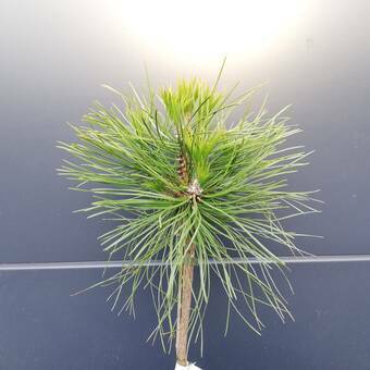 Sosna Szczepiona 50cm. 'Pinus' Spilberg
