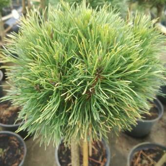 Sosna Szczepiona 'Pinus nigra' Varello
