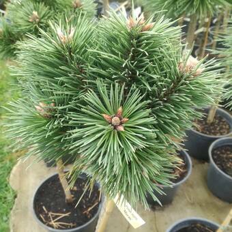 Sosna Szczepiona 'Pinus nigra' Moran