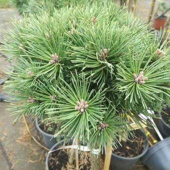 Sosna Szczepiona 'Pinus nigra' Borkowice