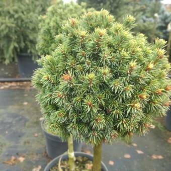 Świerk Szczepiony 'Picea' Biały,'Żółty