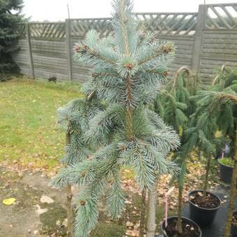 Świerk Szczepiony 'Picea' Engelmani Pendula