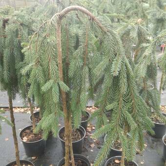 Świerk Szczepiony 'Picea abies' Inversa