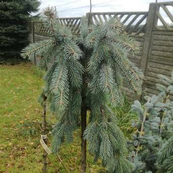 Świerk Szczepiony 'Picea glauca' Pendula