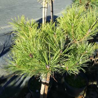 Kosodrzewina Szczepiona Na Pniu 'Pinus mugo' 