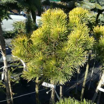 Sosna Szczepiona 'Pinus mugo' Carsten