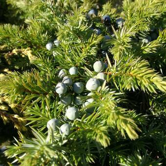 Jałowiec Szczepiony 'Juniperus conferta' Schlager