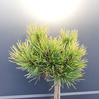 Sosna Szczepiona 50cm. 'Pinus' Ophir