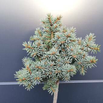 Sosna Szczepiona 50cm. 'Pinus' Drobne Igły - Srebrna