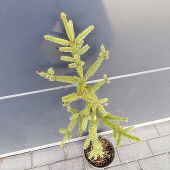Świerk Szczepiony 'Picea abies' Frohburg 50cm. 