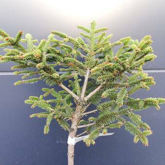 Świerk Szczepiony 'Picea abies' Compacta 50cm.  