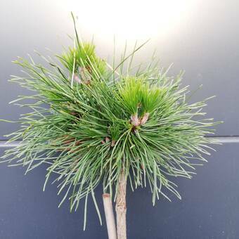 Sosna Szczepiona 50cm. 'Pinus mugo' Varella