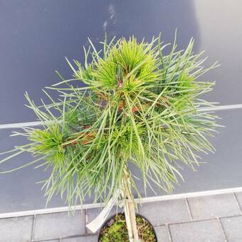 Sosna Szczepiona 50cm. 'pinus sylvestris' Globosa Viridis