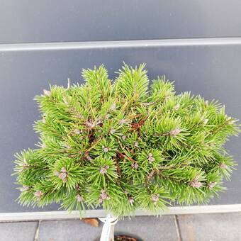 Sosna Szczepiona 50cm. 'Pinus mugo' Wells Prostate
