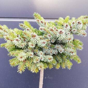 Świerk Szczepiony 'Picea omorika' Aleksander 50cm