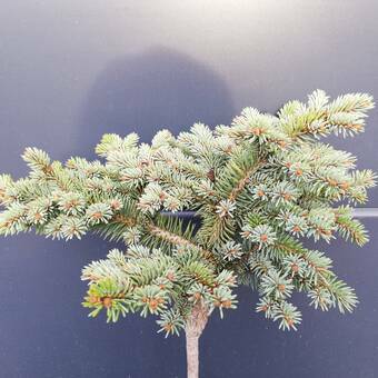 Świerk Szczepiony 'Picea Pung' Tokarz 50cm.