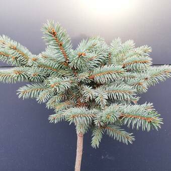 Świerk Szczepiony 'Picea Pung' Glauca Pyramidalis 50cm. 
