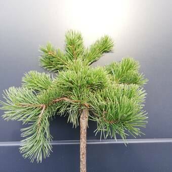 Sosna Szczepiona 50cm. 'Pinus L.' Schmiditi