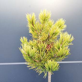 Sosna Szczepiona 50cm. 'Pinus' Carsten Wintergold