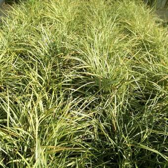 Turzyca Carex Grayi