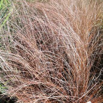 Turzyca 'Carex' Red Rooster