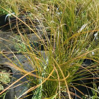 Turzyca Ceglasta 'Carex' Praive Fire