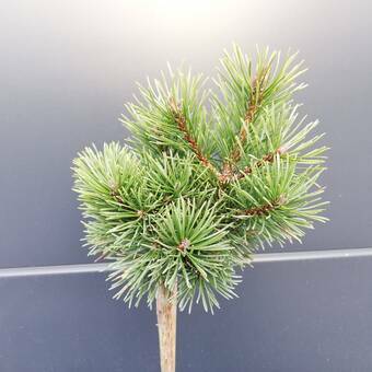 Sosna Szczepiona 50cm. 'Pinus mugo' Kosodrzewina