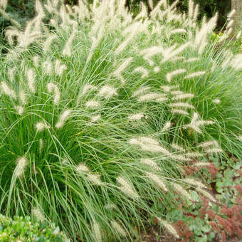 Rozplenica Pennisetum Alopecuroides